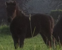 Pferd Emyrjana van stal 't Gasselaar (Shetland Pony, 2011, von Levi van de Schaapshoeve)