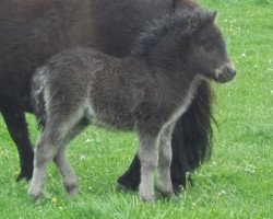 Pferd Frappant van stal 't Gasselaar (Shetland Pony, 2012, von Viggo v. stal Munnikenland)