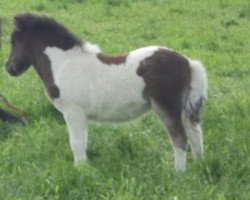 horse Geshany van stal 't Gasselaar (Shetland Pony, 2013, from Viggo v. stal Munnikenland)