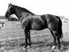 stallion Karaat (KWPN (Royal Dutch Sporthorse), 1969, from Exilio xx)
