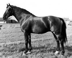 stallion Karaat (KWPN (Royal Dutch Sporthorse), 1969, from Exilio xx)