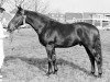 stallion Jacobijn (KWPN (Royal Dutch Sporthorse), 1968, from Le Faquin xx)