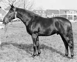 stallion Jacobijn (KWPN (Royal Dutch Sporthorse), 1968, from Le Faquin xx)