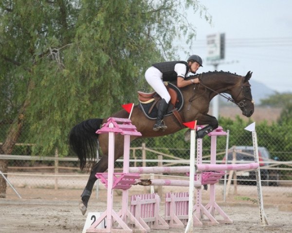 dressage horse Genoves (Trakehner, 2006, from Grafenstolz)