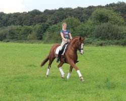 dressage horse Bonus 22 (Westphalian, 2004, from Belissimo NRW)