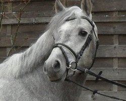 Deckhengst Mahrdorf Graffiti (Welsh Pony (Sek.B), 2011, von Greylight)