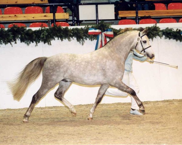 Deckhengst Mahrdorf Red Runner (Welsh Pony (Sek.B), 1999, von Weston Regent)