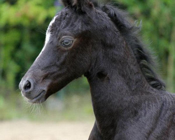 stallion Mahrdorf Grenadir (Welsh-Pony (Section B), 2012, from Greylight)