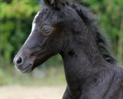 Deckhengst Mahrdorf Grenadir (Welsh Pony (Sek.B), 2012, von Greylight)