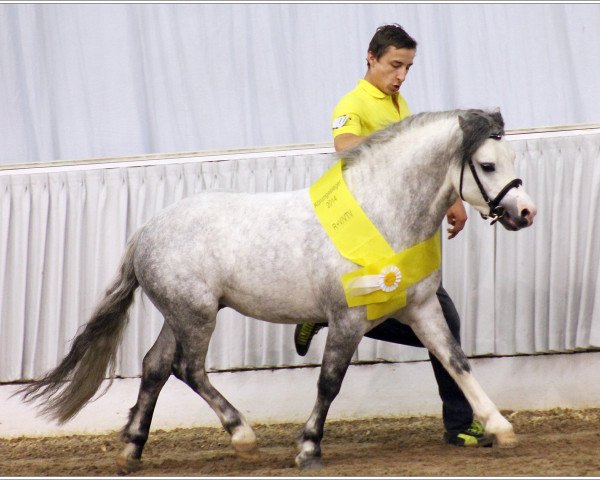 horse Marrenk's Glide's Harmonie (Welsh mountain pony (SEK.A), 2011, from Springbourne Glide)