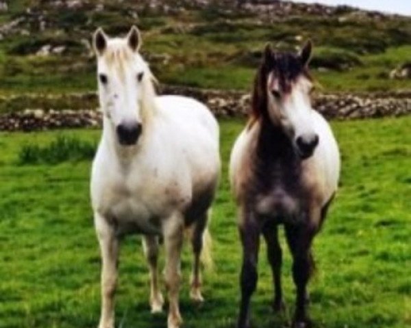 Zuchtstute Village Grey (Connemara-Pony, 1976, von Abbeyleix Owen)