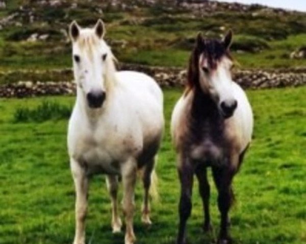 broodmare Village Grey (Connemara Pony, 1976, from Abbeyleix Owen)