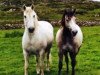 broodmare Village Grey (Connemara Pony, 1976, from Abbeyleix Owen)