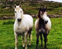 broodmare Village Grey (Connemara Pony, 1976, from Abbeyleix Owen)