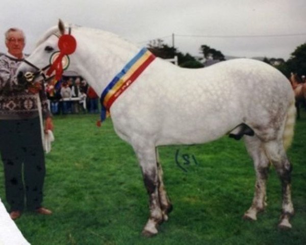 Deckhengst Village Boy (Connemara-Pony, 1989, von Mervyn Kingsmill)
