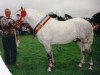 Deckhengst Village Boy (Connemara-Pony, 1989, von Mervyn Kingsmill)