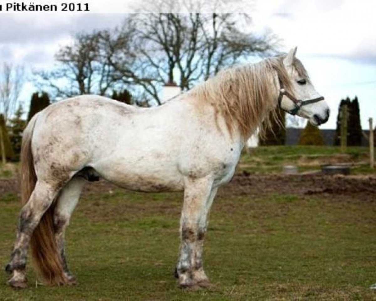 Deckhengst Monaghanstown Boy (Connemara-Pony, 1999, von Village Boy)