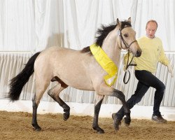 stallion Nire Valley Franklee (Connemara Pony, 2012, from Monaghanstown Boy)