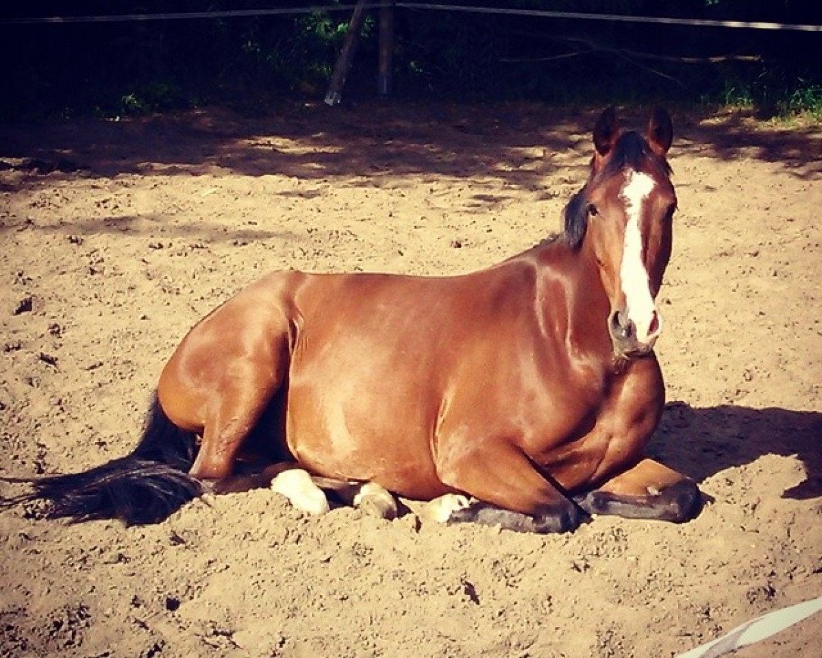 horse King Diamond (German Riding Pony, 2009, from King Bjuti)