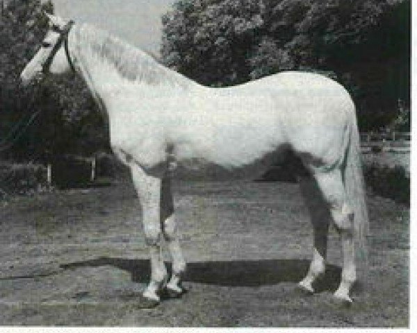 stallion Kemal xx (Thoroughbred, 1961, from Chitet xx)