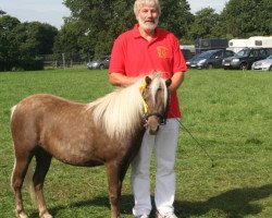 Zuchtstute Eichenwalls Ariella (Deutsches Classic Pony, 2007, von Jasper)