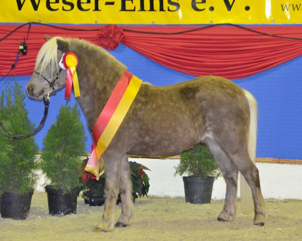 stallion Eichenwalls Karlo (German Classic Pony, 2012, from Knut von der Bollheide)