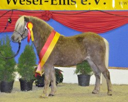 Deckhengst Eichenwalls Karlo (Deutsches Classic Pony, 2012, von Knut von der Bollheide)