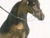 Deckhengst Scott Creek Monarch Magnificant (American Miniature Horse, 1990, von Sierra Dawn Unos Monarch)