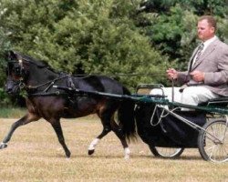 broodmare Hunt House Farms Fanci Cancer (American Miniature Horse, 1996, from Hunt House Farm Fire Dancer)