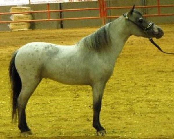 broodmare Lazy N Cherokee Princess (American Miniature Horse, 2007, from Lucky Four Cinerama)