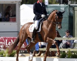 dressage horse Excellentie ST (KWPN (Royal Dutch Sporthorse), 2009, from Vivaldi)