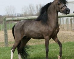 stallion Double Diamonds Magnificent Maestro (American Miniature Horse, 2006, from Scott Creek Monarch Magnificant)