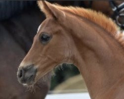 dressage horse Fabelhaft B 3 (German Sport Horse, 2018, from Fuechtels Floriscount OLD)