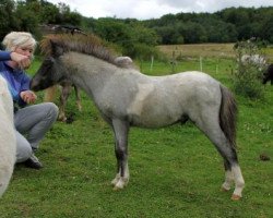 horse Wesersteins Jack Pot Joker (American Miniature Horse, 2012, from Double Diamonds Magnificent Maestro)