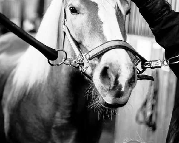 Pferd Gennaia (Haflinger, 1997, von liz. 138/T Apricot)