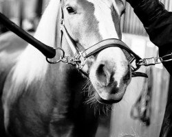 Pferd Gennaia (Haflinger, 1997, von liz. 138/T Apricot)