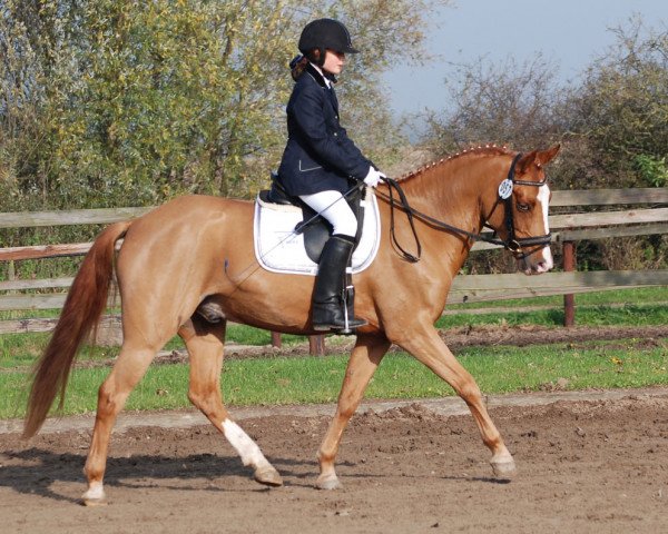 dressage horse Milito S (German Riding Pony, 2009, from FS Mr. Mobility)