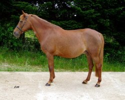 broodmare Karmalita Miss Melpomene (New Forest Pony, 1993, from Carlo)