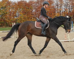 jumper Sally Brown (German Sport Horse, 2011, from Contenaro)