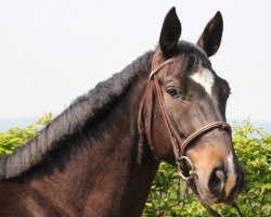 dressage horse Lord Fantasy 3 (German Sport Horse, 2009, from Lord Fantastic)