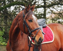 Springpferd Diva 577 (Hessisches Warmblut, 2004, von Unbekannt)