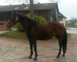 broodmare Leika (Holsteiner, 1997, from Corofino I)