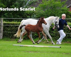 horse Nørlunds Scarlet (Connemara-Pony, 2004, from Coosheen Finnegan)