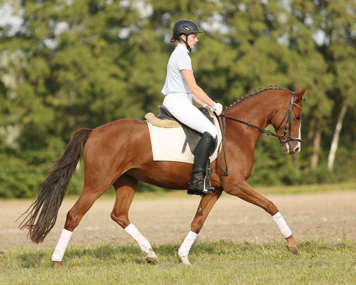 dressage horse Cortina 233 (German Riding Pony, 2010, from Cyriac WE)