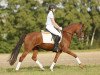 dressage horse Cortina 233 (German Riding Pony, 2010, from Cyriac WE)