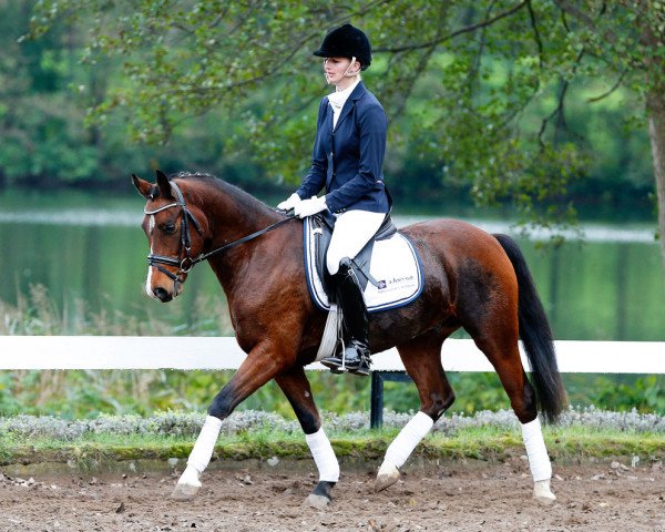 jumper Lemontree (German Riding Pony, 2010, from Rosenbeek's Luftikus)