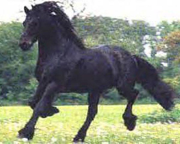 stallion Sjaard 320 (Friese, 1989, from Djurre 284)
