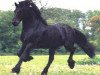 stallion Sjaard 320 (Friese, 1989, from Djurre 284)