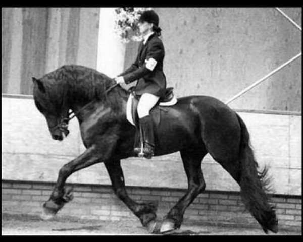stallion Pike (Royal Warmblood Studbook of the Netherlands (KWPN), 1988, from Ygram 240)