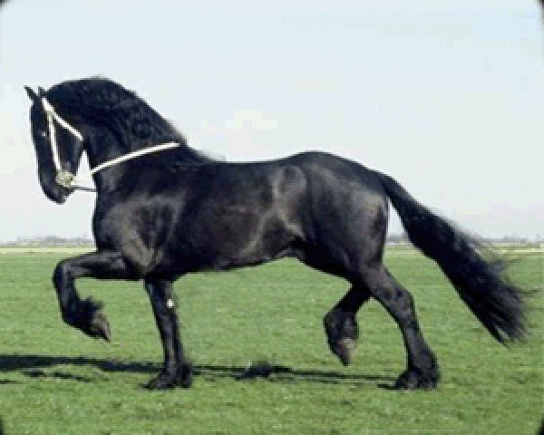 stallion Lute 304 (Friese, 1986, from Djurre 284)